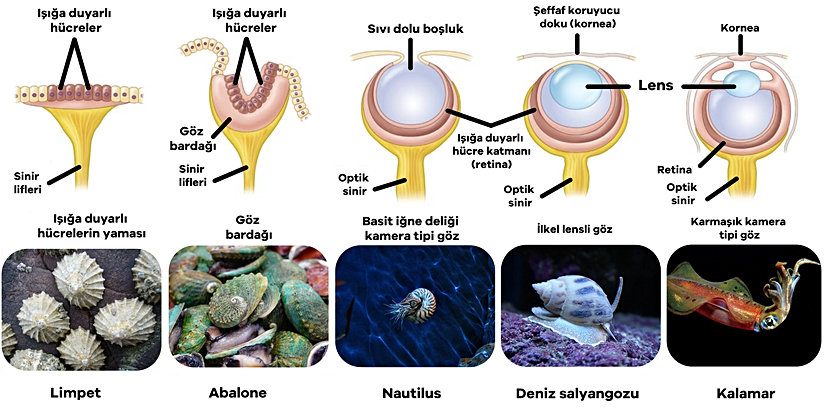 Ali Ahmet Turunç tarafından Türkçeleştirilmiştir.