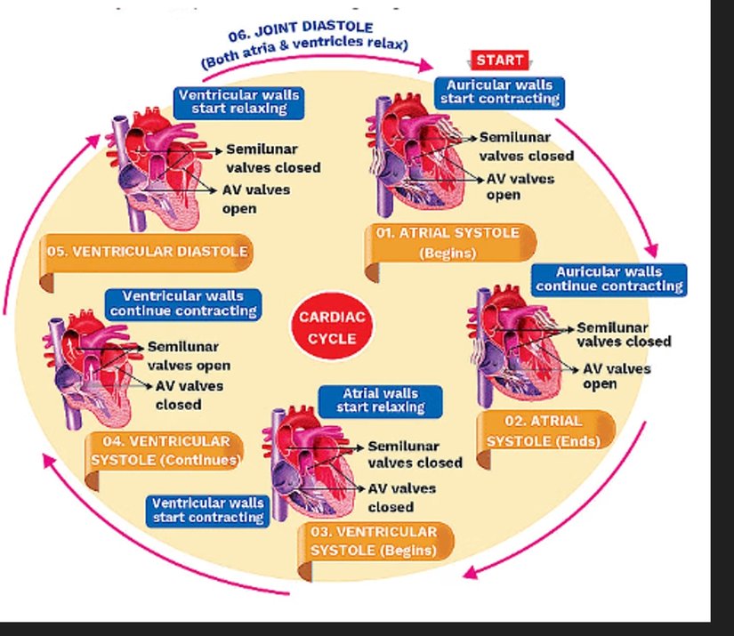 Cardiac Cycle
