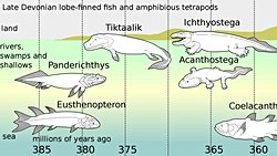 Tiktaalik roseae İlk Ayaklı Atamız Değil miydi?