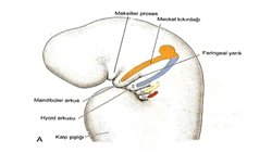 Faringeal Arkların İnsan Evrimindeki Yeri