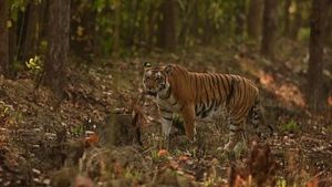 Sundarbans Becomes India’s Second Largest Tiger Reserve