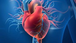 Kalp Nasıl Çalışır ?