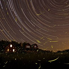 A Summer Night's Dream