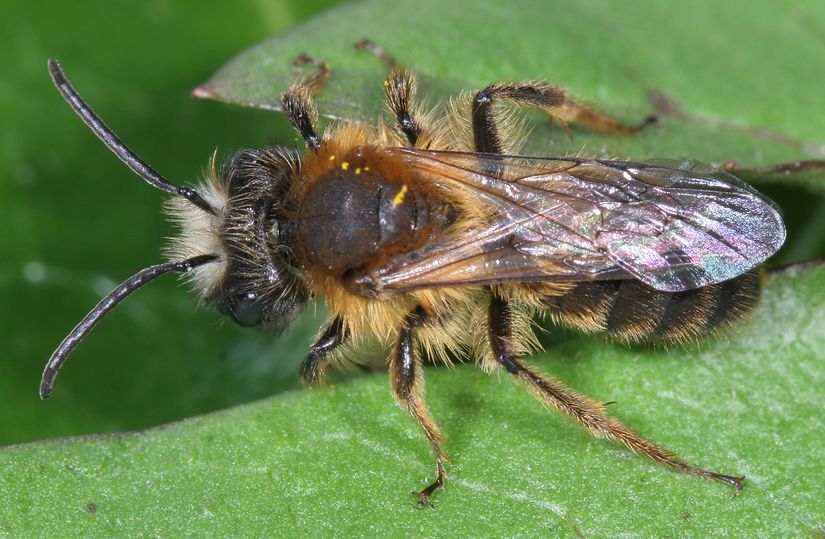 Kızıl Madenci Arı (Andrena fulva)