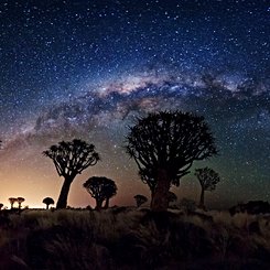  Milky Way Over Quiver Tree Forest 