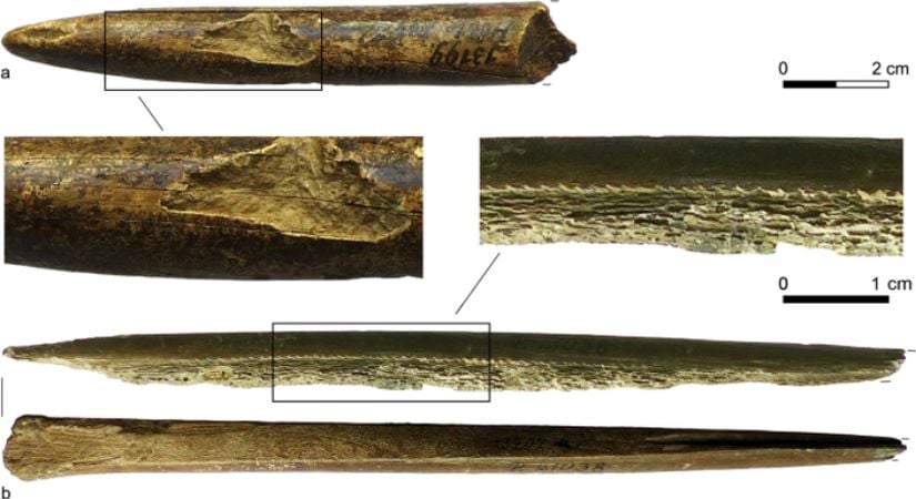 Geç Pleistocene'de insanlar tarafından mermi olarak kullanılmış yünlü mamut (Mammuthus primigenius) dişleri.