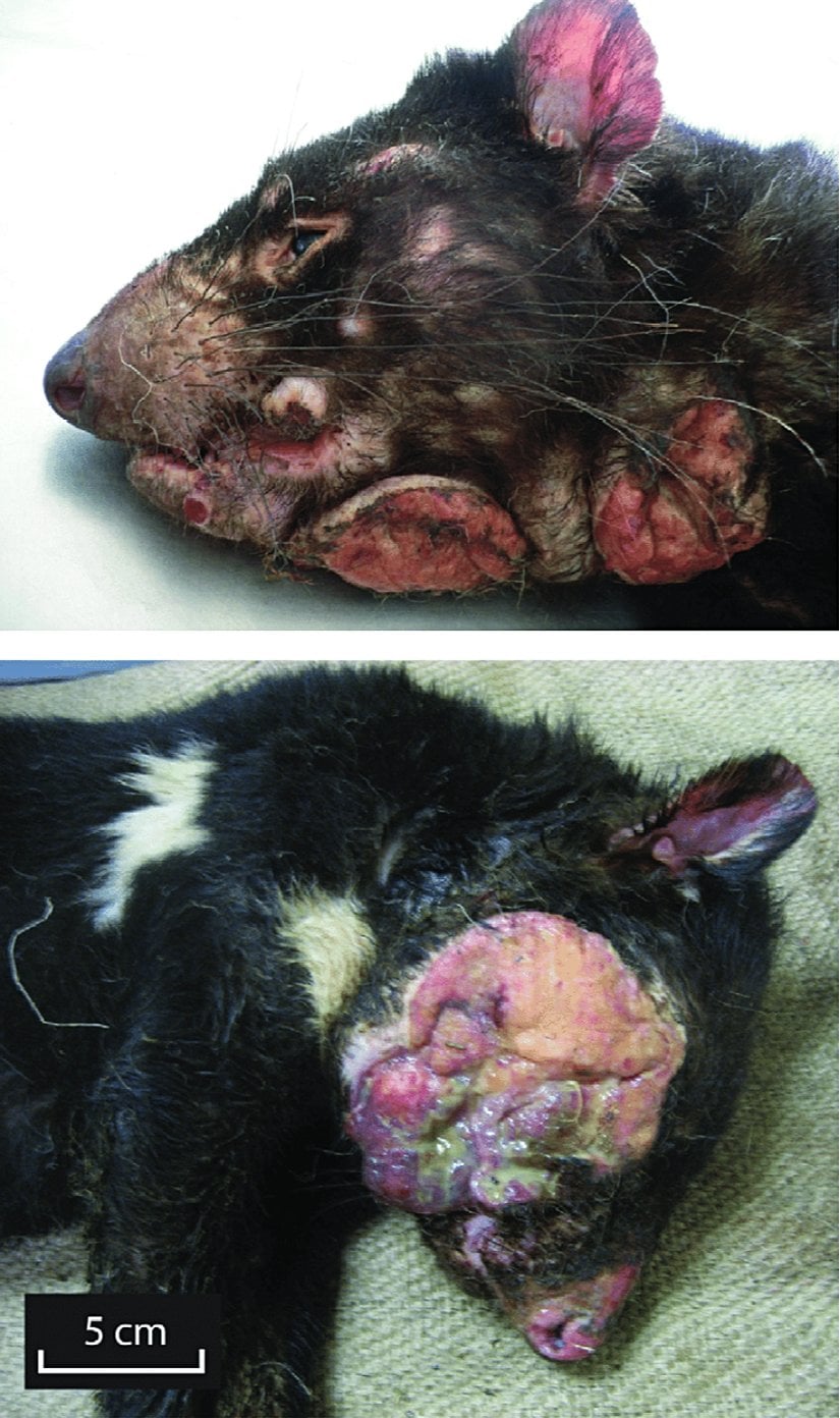 Kanserden muzdarip Tazmanya canavarları.