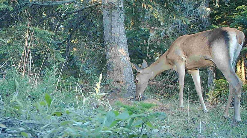 Dişi bir kızıl geyik (Cervus elaphus) boz ayıların sürtünürken ayağa kalktıkları yeri, yani muhtemel pati işaretlemelerini kokluyor.