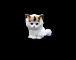 Kediler gerçekten uzaylı mı?