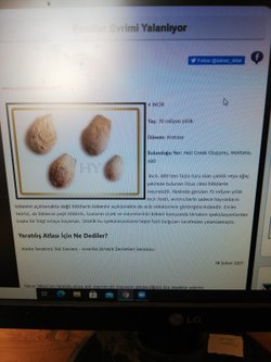 İncirin atası hangi bitki?