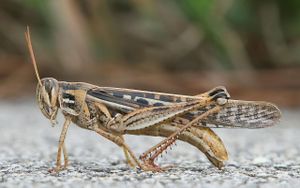 Indigenous Bacteria Show Promise In Controlling Desert Locusts