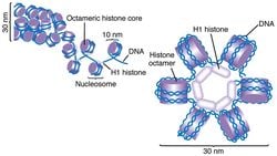 Histon Proteinleri ve DNA Katlanması: Metreler Uzunluğundaki DNA, Mikron Düzeyindeki Küçük Hücrelerimize Nasıl Sığar?