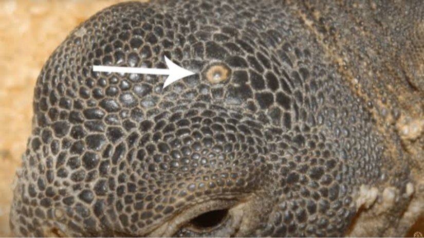 Tuatara'da Üçüncü Göz