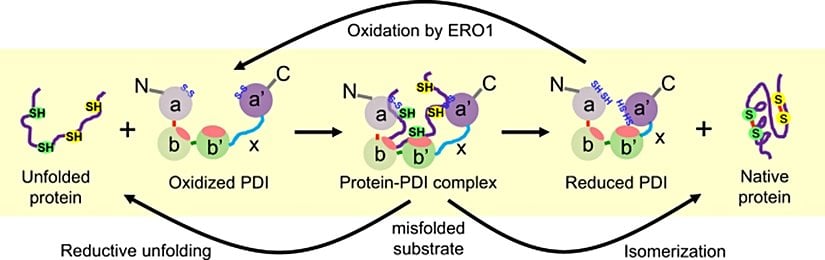 Oksitlenmiş PDI'nin aktif bölge disülfid bağlarından (Cys53-Cys56 ve Cys397-Cys400) indirgenmiş substrata aktarımı.