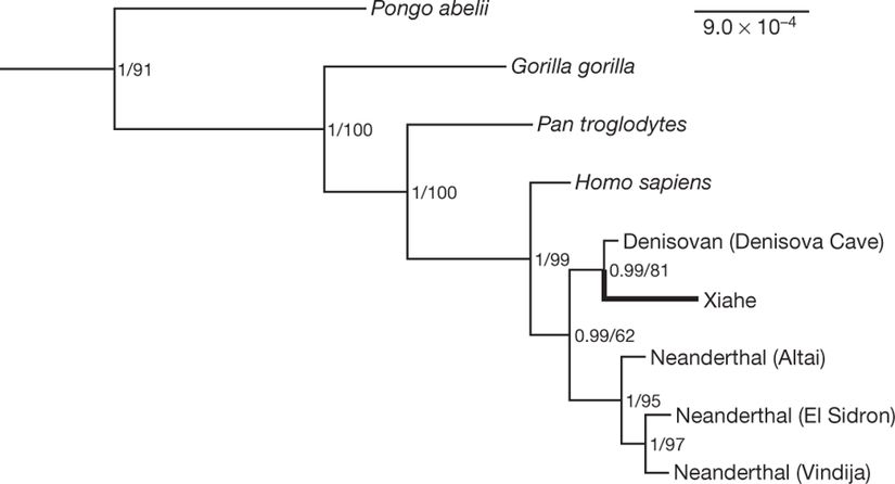 Protein analizleri sonucu çizilen evrim ağacı.