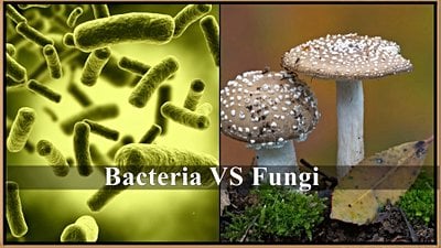 Bakteri ve Mantarlar, Toprak İçerisinde Küresel Bir Savaş Halindeler!
