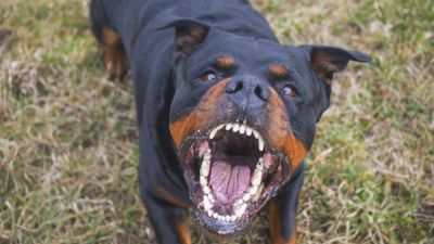 Köpekler Neden Havlar? Neden Ataları Olan Kurtlar Gibi Daha Sıklıkla Ulumaktan Ziyade, Daha Sıklıkla Havlama Yoluyla İletişim Kuruyorlar?