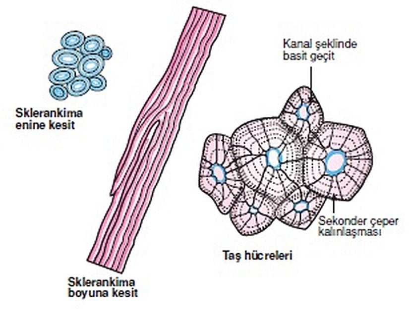 Sklerenkima enine ve boyuna kesitleri ve taş hücreleri.