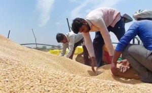 Madhya Pradesh Delays Wheat Procurement Start Date To March 15