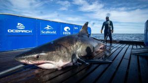 Massive Shark And Bear Sighted Across The U.S.