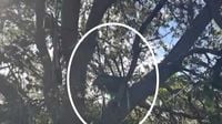 Newly pinpointed location of suspicious tree stand across from Air Force One’s runway