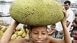 Dünya'nın Ağaçta Yetişen En Büyük Meyvesi: Jak Meyvesi