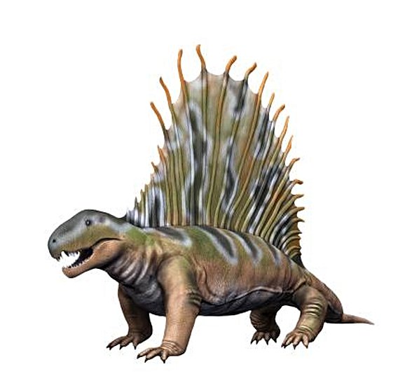 Soyu tükenmiş olan bir Sphenacodontia türü, Dimetrodon (295-272 milyon yıl önce)