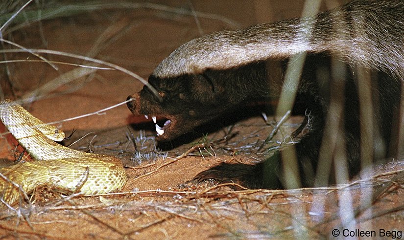 Dövüş kulübü: Bal porsukları, kendilerinden çok daha büyük avcıları bile korkutup kaçırabilen vahşi savaşçılardır. Zengin ve değişken menüleri zehirli yılanları da içerir, örneğin bu resimde görünen şişen engerek gibi. Gözlemlere göre zehre ilk maruz kalmalarından sonra bağışıklık geliştirmektedirler.