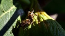 İncir Ağaçları, Yerel Olmayan Türlerin Diğer Türlerle Beklenmedik İşbirlikleri Yaparak Ekosistemleri İşgal Edebileceklerini Gösteriyor!