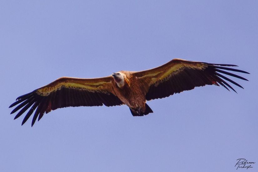 Süzülen bir kızıl akbaba (Gyps fulvus).