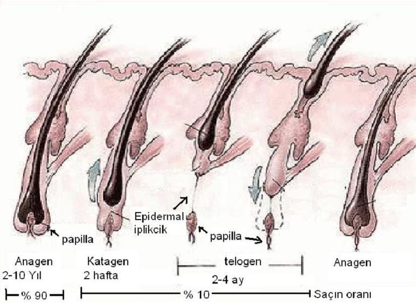 Saç Büyümesinin Evreleri