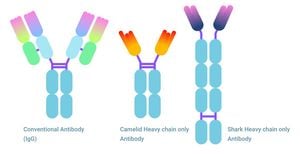 Newly Engineered Antibody Transport Vehicles Enhance Drug Delivery Across The Blood-Brain Barrier