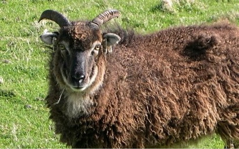 Soay koçlarında sinirli erkek sendromu belgelenmiştir.