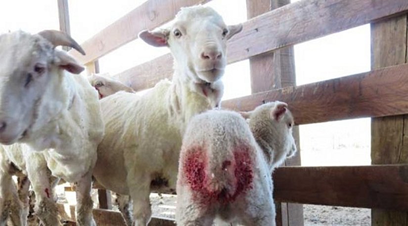 Yün çiftliğinden bir kare