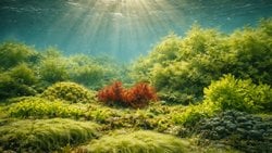 Sıcaklık ve Işığın Alglerin Çoğalması Üzerine Etkisi Nedir?