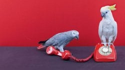 İstilacı Kuşlar Ve Diğer Yabancı Türler