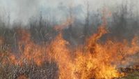 Red Flag Fire Alert prompts statewide burn ban in South Carolina
