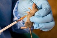 Halt spread of Lassa fever - Daily Trust