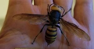 Murder Hornets Spotted For First Time In Europe