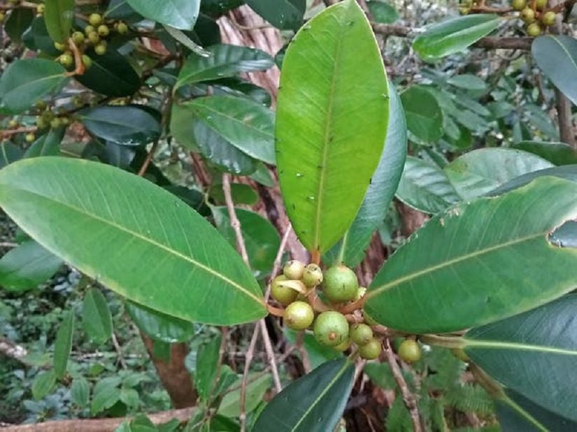 Bu Doğu Avustralya'ya özgü olan Port Jackson inciri (Ficus rubiginosa) , kendine özgü polinatörü (Pleistodontes imperalis) ile birlikte Kauai Adasındaki bir orman rezervinde derinliklerinde yetişmektedir.