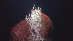 Deniz Tabanının Altında Daha Önce Hiç Görülmemiş Canlılarla Dolu Gizli Yeraltı Dünyası Keşfedildi.