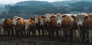 United States Plummets In Global Climate Rankings At COP30