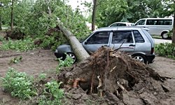 Türkiye'de orta seviye bir fırtına bile, insanı havalara uçuramıyorken neden yüzlerce kilodaki bir ağacı kökünden sökerek devirebiliyor?