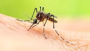 Bangladesh Faces Severe Dengue Fever Outbreak Amidst Rising Death Toll