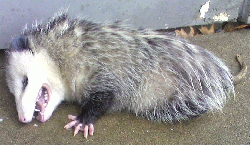 Ölü taklidi yapan opossum