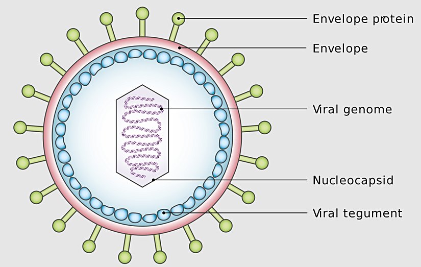 Location of the Viral Tegument