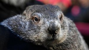 Punxsutawney Phil Predicts Six More Weeks Of Winter