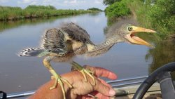 Dinozorların Günümüzdeki İzi: Yeşil Heron Kuşu Yavrusu