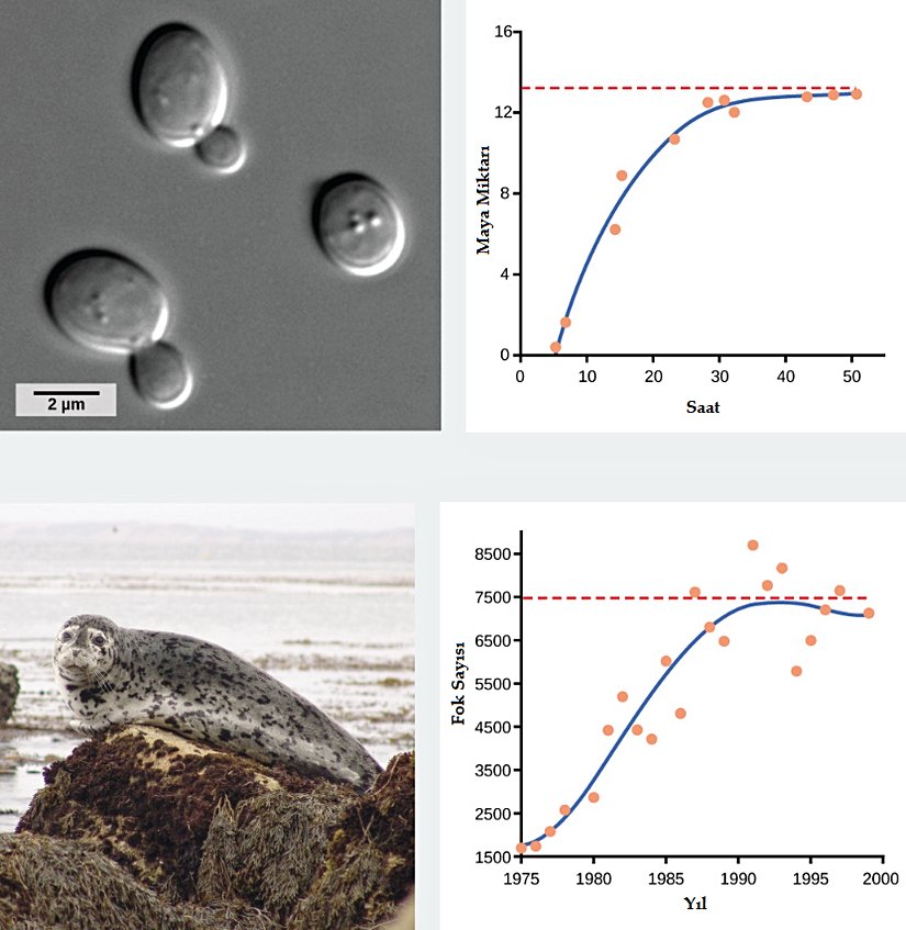 İdeal koşullarda yetiştirilen maya, klasik S lojistik büyüme eğrisini sergiler. Buna karşın fokların doğal popülasyonu dalgalanma eğilimindedir.
