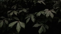 İnsanlığın Aptallığı Üzerine: Evrensel Potansiyelin İsrafı